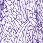 MELODY TOP | BLUE PALM 9 MELODY TOP | BLUE PALM - Image 7